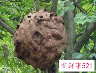 梦见蚂蜂窝寓意