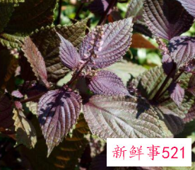 女人喝紫苏叶泡水有好处吗