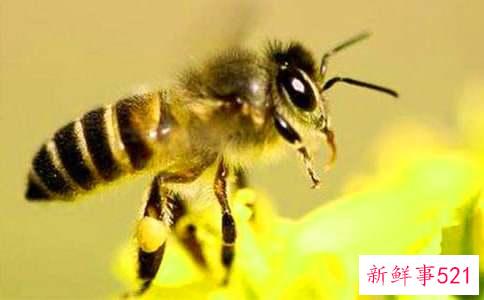 梦见被蜜蜂追是什么意思