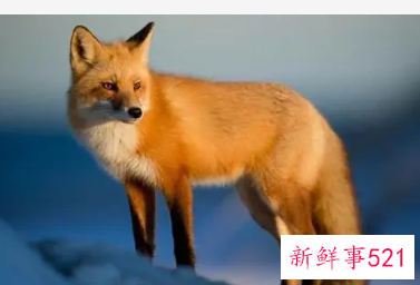 梦见狐狸精有什么征兆