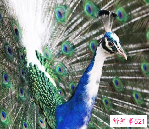 孔雀的象征意义有哪些