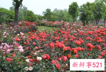 世界上最贵的玫瑰花