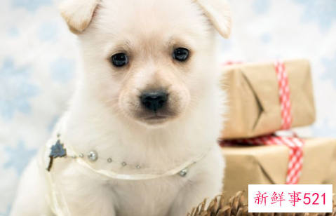 狗狗为什么突然变得好臭