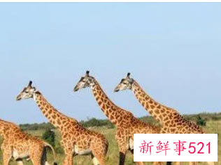 梦见特别小的长颈鹿