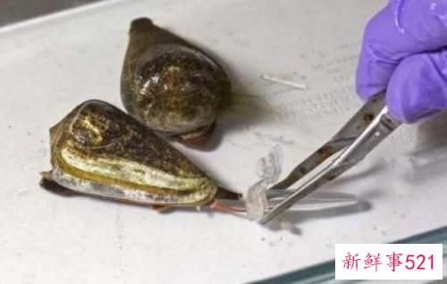 世界上破坏性最强的蜗牛