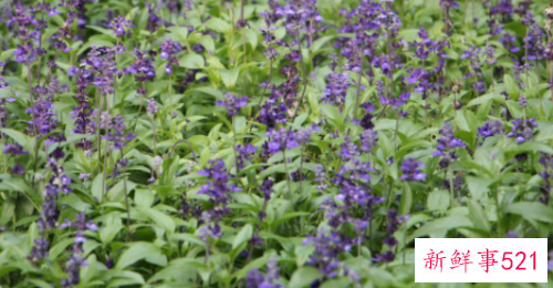 鼠尾草的播种及育苗方法