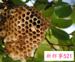 梦见蚂蜂窝寓意