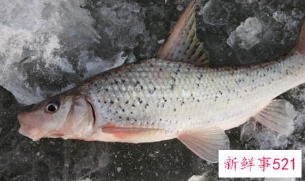 中国淡水鱼营养大全排行榜