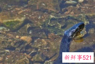 已婚女人梦见水里有蛇