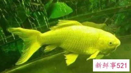 梦见财鱼好不好