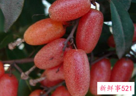 41种不常见的水果(图)