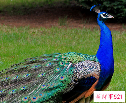 孔雀的象征意义有哪些