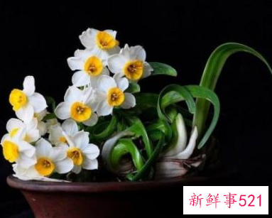 水仙花比喻女孩是什么意思