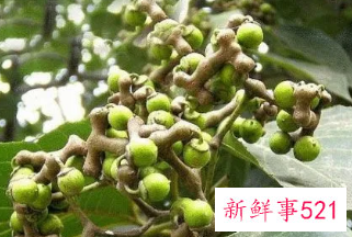 枳椇子怎样泡水护肝