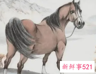 谁能压住属马人