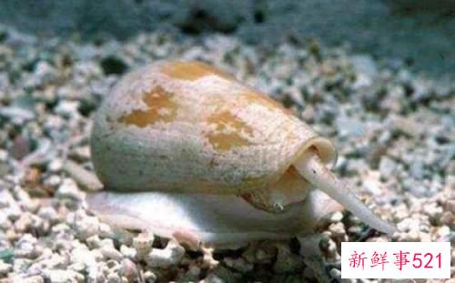 世界上破坏性最强的蜗牛