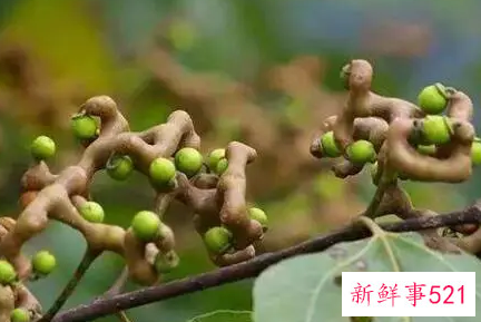 枳椇子怎样泡水护肝