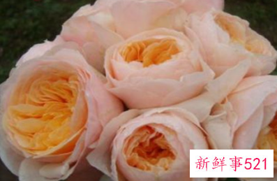 世界上最贵的玫瑰花