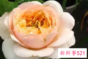 世界上最贵的玫瑰花