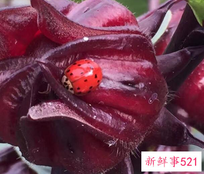 41种不常见的水果(图)