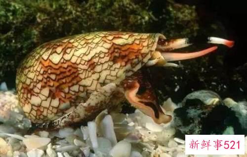 世界上破坏性最强的蜗牛