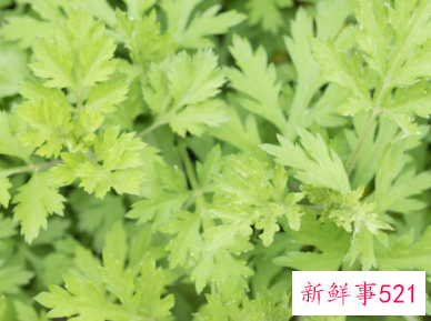 孕妇能吃艾叶粑粑吗