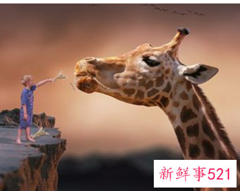 梦见特别小的长颈鹿