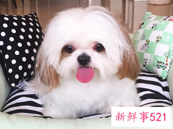 京巴犬一直掉毛是什么原因导致的