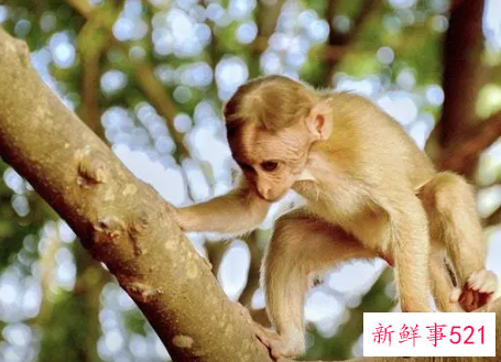 梦见小猴爬树是什么意思