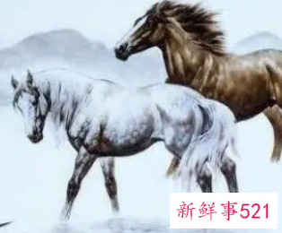 谁能压住属马人