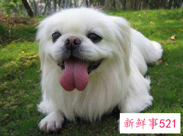 京巴犬一直掉毛是什么原因导致的