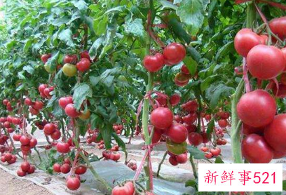 经常吃西红柿能不能美白