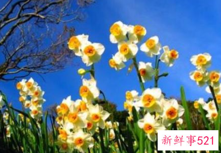 水仙花比喻女孩是什么意思