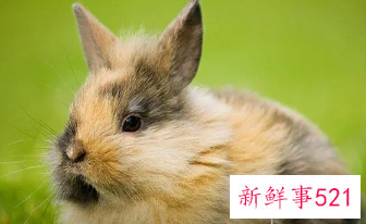 兔年的男孩取名