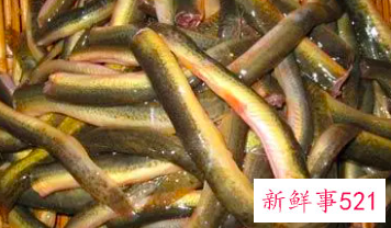 泥鳅属于是凉性还是热性