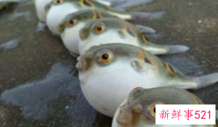 世界上最不营养的东西