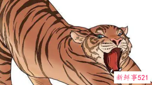 虎的婚姻最佳配偶是什么属相