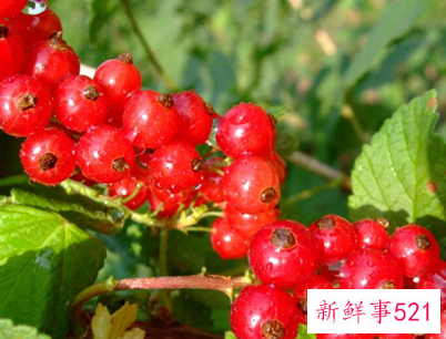 41种不常见的水果(图)