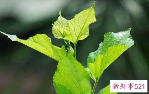 桑叶有什么功效