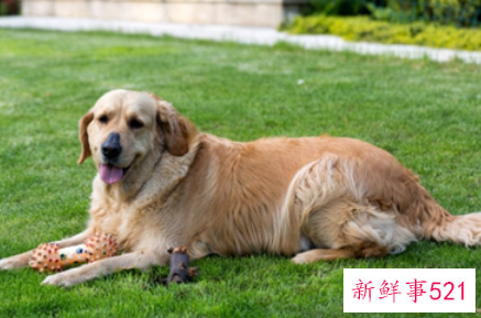 狗狗为什么突然变得好臭