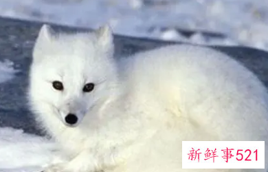 梦见狐狸精有什么征兆