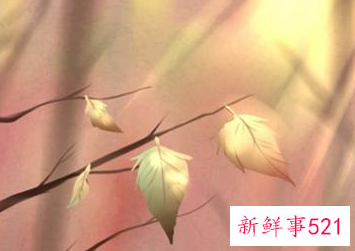 壬寅年甲木人运势