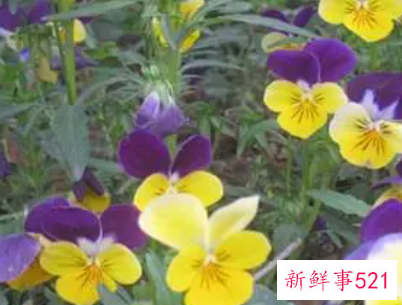 蝴蝶花的播种技术