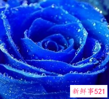 为什么不能轻易送蓝色妖姬