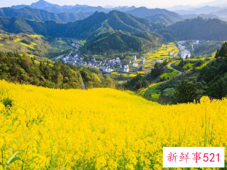国内最有特色的油菜花地