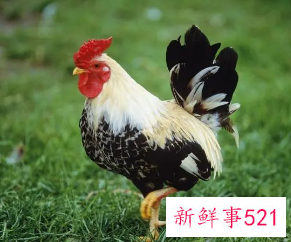 属鸡客厅摆什么植物好