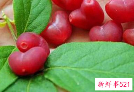 41种不常见的水果(图)