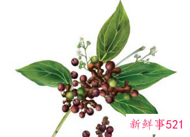 枳椇子怎样泡水护肝