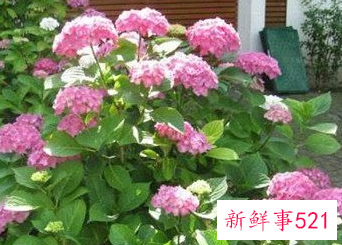 屋顶适合种什么树