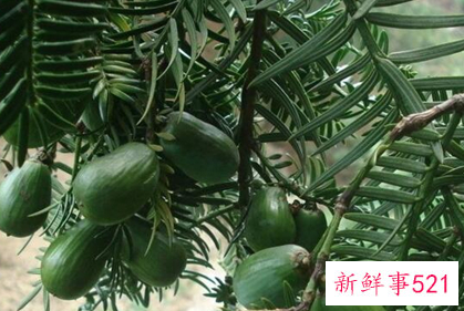 41种不常见的水果(图)